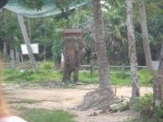 象のり体験！30分500B